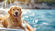 dog swimming on a luxury yacht deck against sea water on a bright sunny summer day