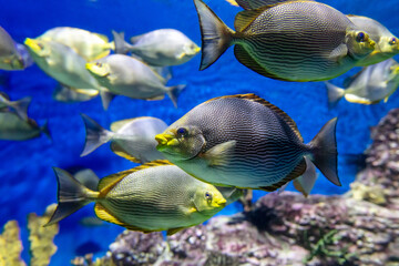 Wall Mural - Tropical fish swimming in the aquarium. Beautiful colorful fishes in the aquarium