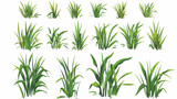 Fototapeta Sypialnia - Grass vector flat vector isolated on white background