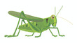 Cartoon grasshopper on white background flat vector isolated