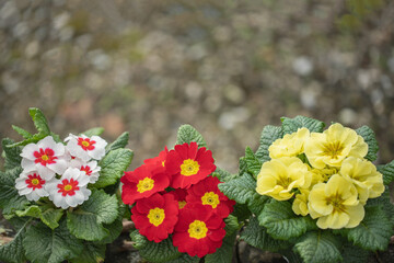 Wall Mural - three blooming primrose flowers in different colors arranged on the lower part of the picture. space