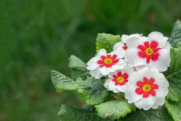 Wall Mural - blooming white primrose with red center. space for your text.