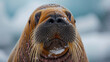 A close-up of a walrus's whiskers, icy background softly blurred,