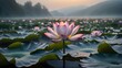 lotus flower on a mountain lake	