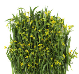 Wall Mural - first spring forest flowers yellow star-of-bethlehem isolated on white background. small, yellow wil