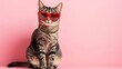 Cute funny cat in red heart shaped sunglasses sits on a pink background