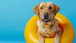 Labrador retriever inside a yellow infltable ring isolated on blue background