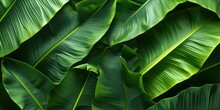 Tropical Banana Leaf Texture In A Garden, Large Palm Foliage Nature Dark Green