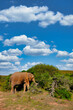 African Elephant in South Africa
