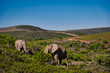 African Elephants eating in the wilderness
