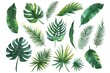 Set of tropical leaves isolated on white background,  Watercolor illustration