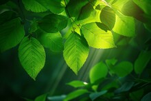 Green Leaves Background In Sunny Day With Lens Flare And Bokeh Effect