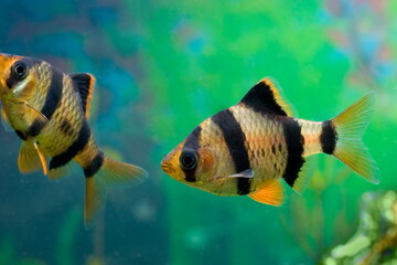 Beautiful small aquarium fish underwater.