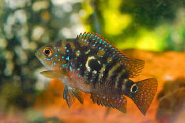 Wall Mural - Beautiful small aquarium fish underwater.