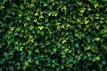 Green ivy wall texture background,  Natural green ivy wall