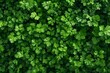 Coriander leaves background, top view of fresh green coriander leaves