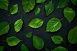 Green leaves on black background,  Flat lay, top view, copy space