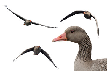 Poster - wild Gray Goose in flight isolated on white background