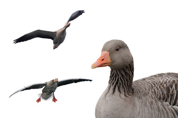 Poster - wild Gray Goose in flight isolated on white background