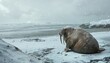 Close-up on walrus, on a snowy beach
