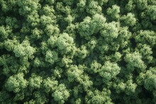 Aerial View Of Green Trees In Forest,  Top View,  Nature Background