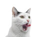 Kot oblizuje się językiem, z bliska, na białym tle