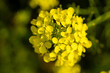 © josevgluis - close up picture of beautiful Brassica elongata flower in a public park in Madrid