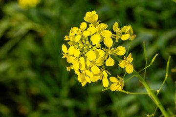 Wall Mural - close up picture of beautiful Brassica elongata flower in a public park in Madrid