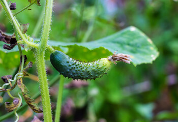 Sticker - A small green cucumber grows on a branch in a vegetable garden in a greenhouse in summer