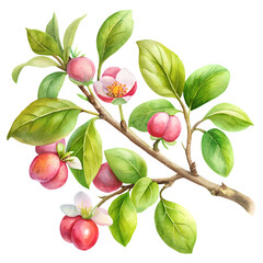 Wall Mural - apple tree branch with berries