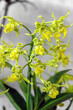 Dendrobium spectabile fma. aureum 'Terao' a yellow species orchid