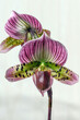 Paphiopedilum Chou-Yi Ruby Web 'Wonder', a hybrid slipper orchid