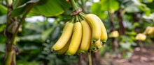   A Bunch Of Unripe Bananas Hang From A Banana Tree Filled With Them