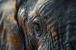 Eye of an elephant close up detail