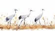 Watercolor painting of european crane duricng autumn 