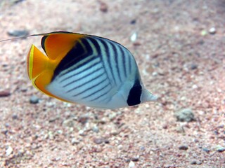 Wall Mural - butterflyfish of the red sea