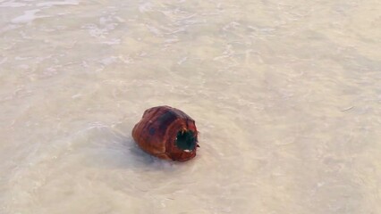 Wall Mural - Footage of the coconut at the seashore. Nature