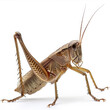 grasshopper, insect, isolated, animal, macro, green, locust, cricket, nature, bug, white, closeup, grass, antenna, pest, close-up, leg, brown, hopper, invertebrate, wild, wildlife, white background, j