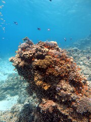 Wall Mural - Red sea fish and coral reef