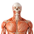 Human muscle anatomy model with skull