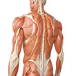 Detailed anatomy model of human back muscles