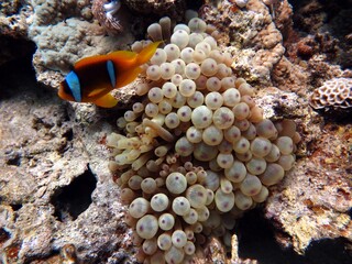 Wall Mural - Red sea clown fish