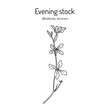 Evening stock (Matthiola bicornis or longipetala), ornamental plant. Hand drawn botanical vector illustration