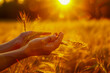 Gentle hands lift a sheaf of wheat in the warm glow of the setting sun, symbolizing harvest and connection to the earth