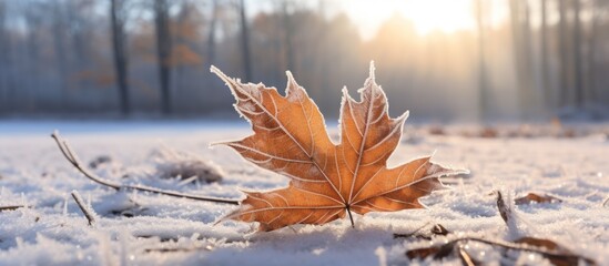 Wall Mural - A frostcovered maple leaf rests on the snowy ground, blending seamlessly with the natural landscape of winter. The contrast of white snow and red leaf creates a picturesque scene in nature