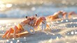 Crabs Scuttling on the Sandy Beach with Sparkling Sunlight Reflections