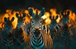 A stunning image of a zebra herd illuminated by the fiery glow of sunset, creating a dramatic and wild scene