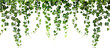 Green succulent leaves hanging vines ivy bush climbing epiphytic plant over transparent background