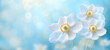 Pastelowe niebieskie tło i białe kwiaty. Wiosenne zawilce. Tapeta kwiatowa. Puste miejsce