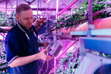 Fototapeta  - Worker control led violet lights for greenhouse vertical hydroponic strawberry farm. Concept modern industry agriculture